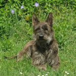 Lice reproducteurs Bergers Picard de Picardie, portée chiots 2026 LOF, bergers de Noe, petit élevage familial dans le sud ouest de la france