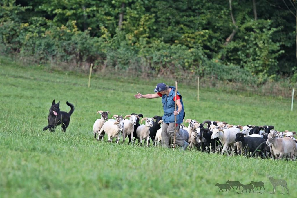 Eldar le charme de Picardie, etalon berger Picard chien LOF de magnifique chiots 2026 à l'élevage des Bergers de Noe élevage familial dans le sud ouest de la France