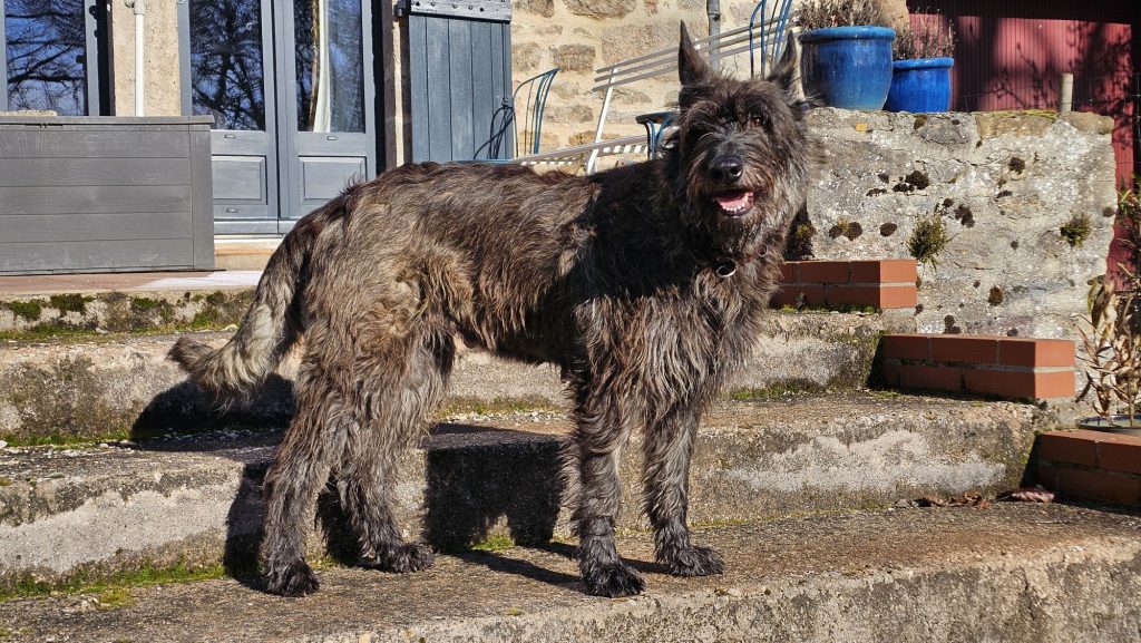 Shere Khan, femelle berger Picard chien LOF de magnifique chiots 2026 à l'élevage des Bergers de Noe élevage familial dans le sud ouest de la France