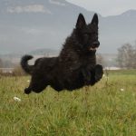 Champion d'exposition excellent Berger Picard de l'elevage pro des Bergers de Noe chien socialisé sociabilisé à la ferme à la maison, caractère doux et très équilibré