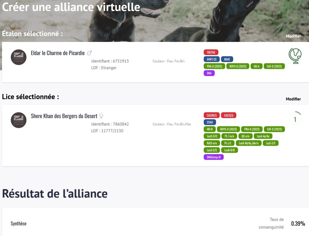Chiot disponible juin 2026 Berger Picard LOF, élevage des bergers de Noé, pro mais familial, une seule portée par an pour un chiot sociabilisé en famille et avec d'autres animaux.