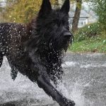 Eldar le charme de Picardie, etalon berger Picard chien LOF de magnifique chiots 2026 à l'élevage des Bergers de Noe élevage familial dans le sud ouest de la France