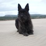 Eldar le charme de Picardie, etalon berger Picard chien LOF de magnifique chiots 2026 à l'élevage des Bergers de Noe élevage familial dans le sud ouest de la France