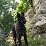 Champion d'exposition excellent Berger Picard de l'elevage pro des Bergers de Noe chien socialisé sociabilisé à la ferme à la maison, caractère doux et très équilibré