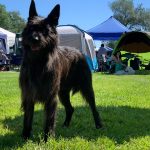 Eldar le charme de Picardie, etalon berger Picard chien LOF de magnifique chiots 2026 à l'élevage des Bergers de Noe élevage familial dans le sud ouest de la France