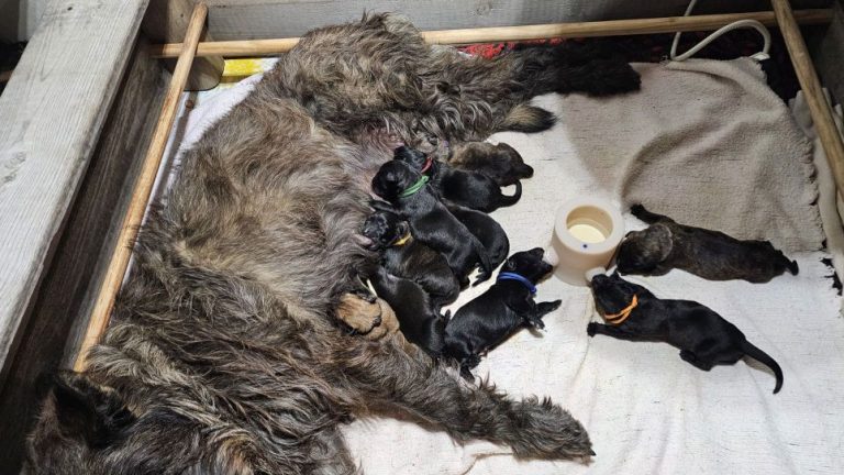 Chiots Berger Picard, de Picardie 2026 élevage pro et familial, à la ferme, chien LOF des bergers de noe