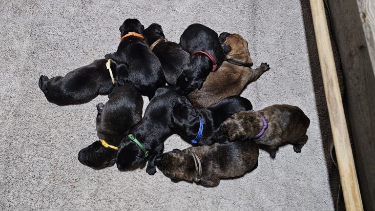 Chiots Berger Picard, de Picardie 2026 élevage pro et familial, à la ferme, chien LOF des bergers de noe