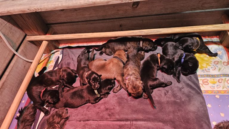 Chiots Berger Picard, de Picardie 2026 élevage pro et familial, à la ferme, chien LOF des bergers de noe