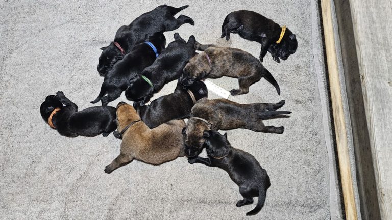 Chiots Berger Picard, de Picardie 2026 élevage pro et familial, à la ferme, chien LOF des bergers de noe