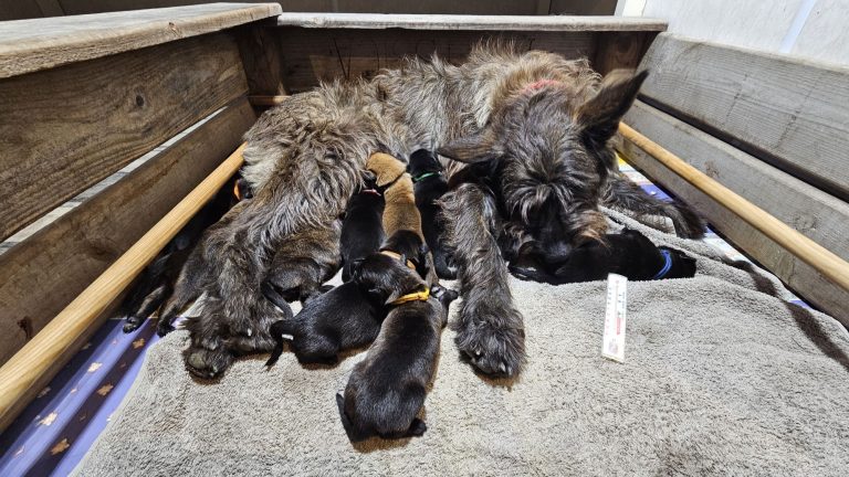 Chiots Berger Picard, de Picardie 2026 élevage pro et familial, à la ferme, chien LOF des bergers de noe