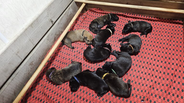 Chiots Berger Picard, de Picardie 2026 élevage pro et familial, à la ferme, chien LOF des bergers de noe