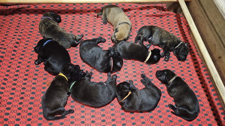Chiots Berger Picard, de Picardie 2026 élevage pro et familial, à la ferme, chien LOF des bergers de noe
