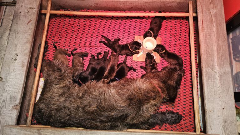 Chiots Berger Picard, de Picardie 2026 élevage pro et familial, à la ferme, chien LOF des bergers de noe