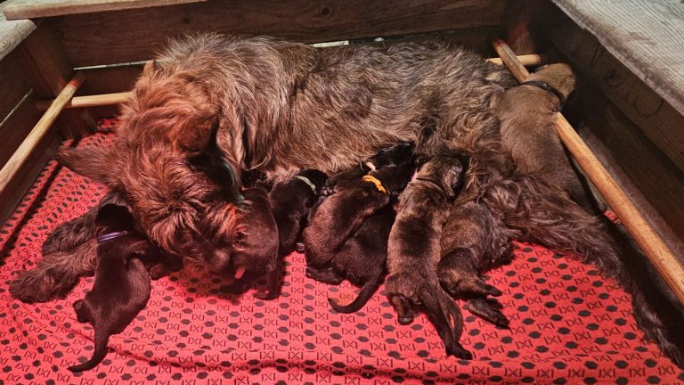Chiots Berger Picard, de Picardie 2026 élevage pro et familial, à la ferme, chien LOF des bergers de noe
